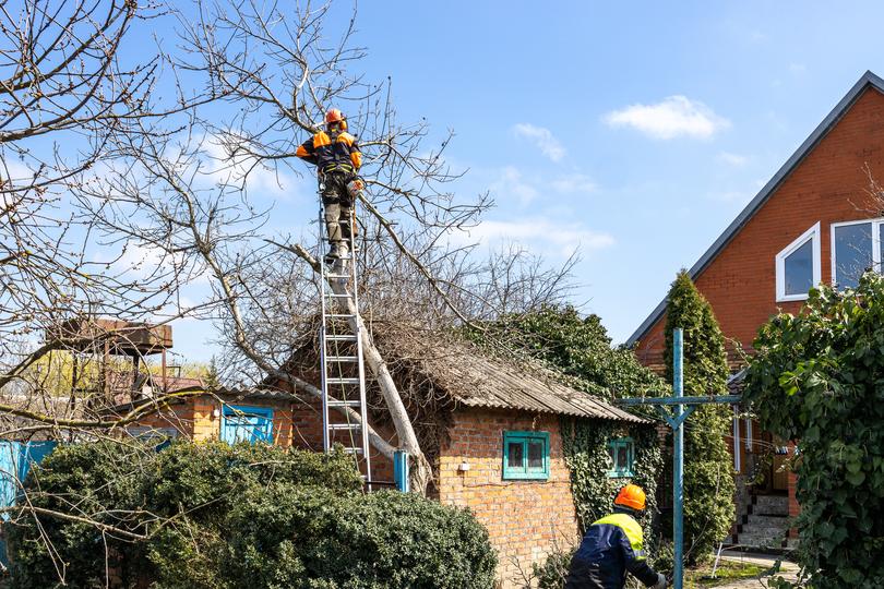 LocalTreeSurgeon: Your trusted partner for stump removal in UK