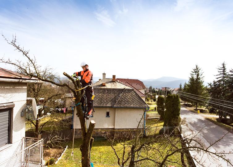 How LocalTreeSurgeon works for stump removal projects