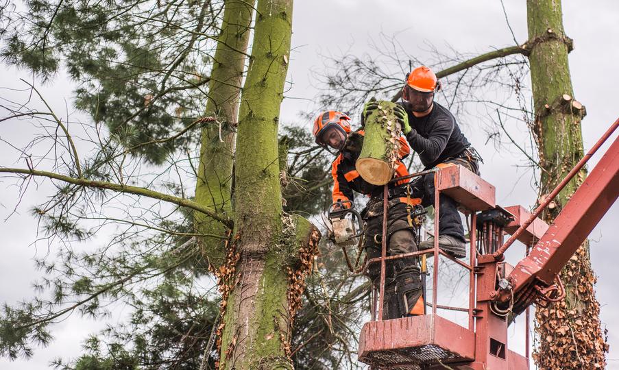 LocalTreeSurgeon: Your trusted source for finding tree trimming services