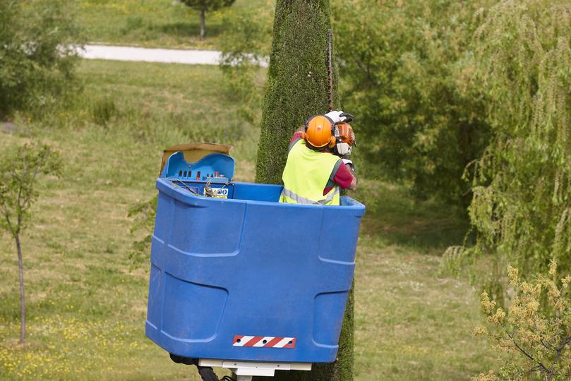 Tree service professionals at work | LocalTreeSurgeon