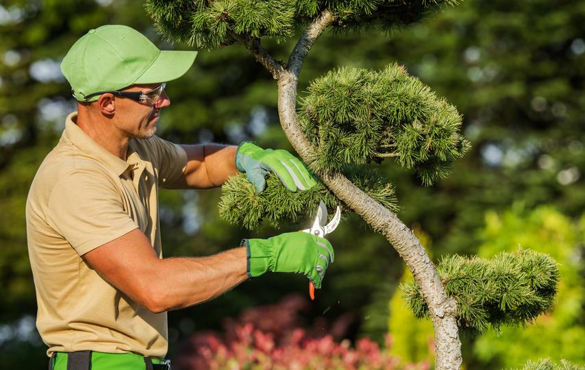 how LocalTreeSurgeon works for tree service projects