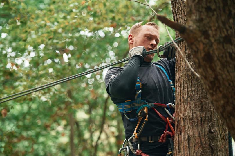 Find the best tree surgeons near you