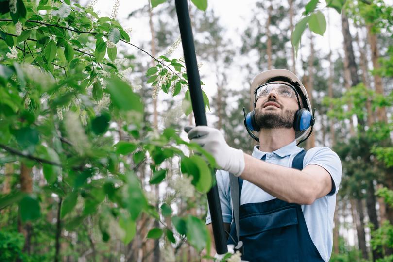 Professional tree trimming services