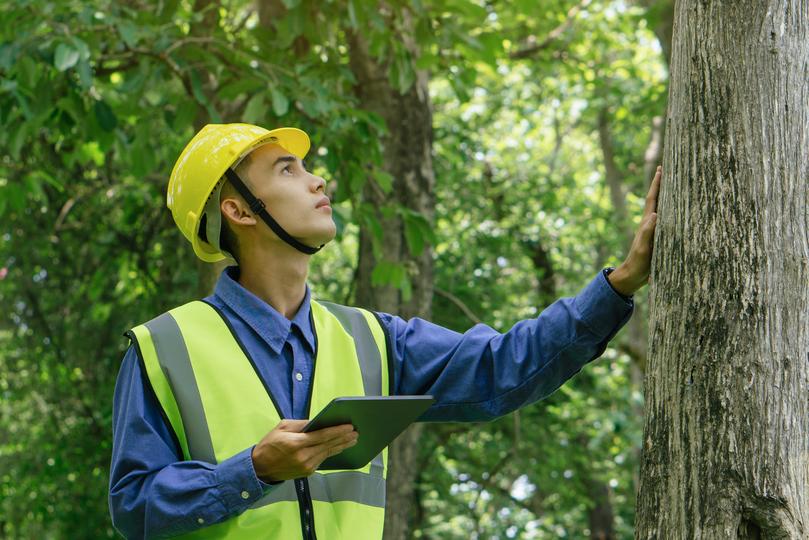 Professional tree trimming services