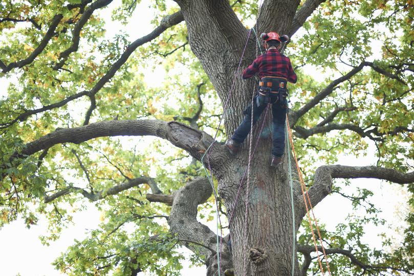 Tree service professionals at work | LocalTreeSurgeon